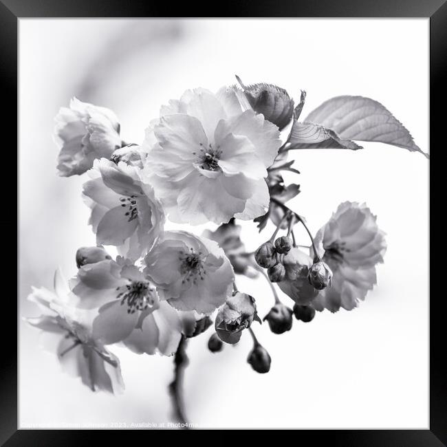 Cherry Blossom  monochrome  Framed Print by Simon Johnson
