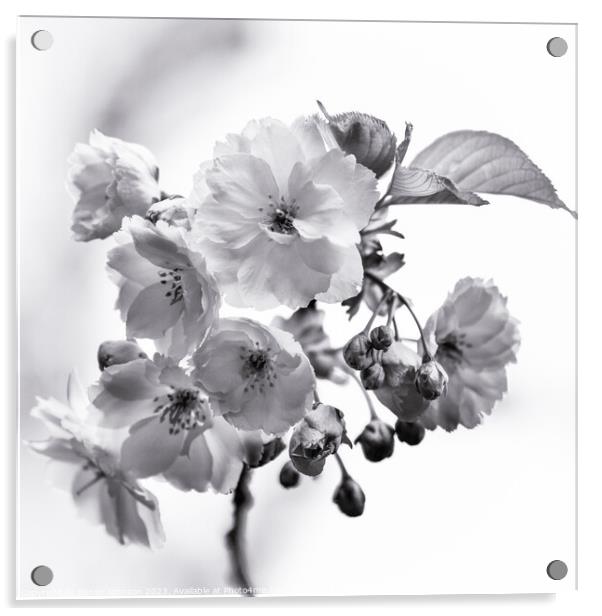 Cherry Blossom  monochrome  Acrylic by Simon Johnson