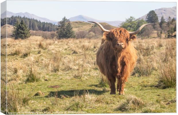 Highland Cattle taken in Ayr Scotland traveling the 500 route  Canvas Print by Holly Burgess
