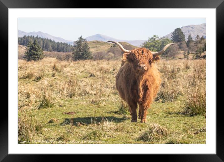 Highland Cattle taken in Ayr Scotland traveling the 500 route  Framed Mounted Print by Holly Burgess