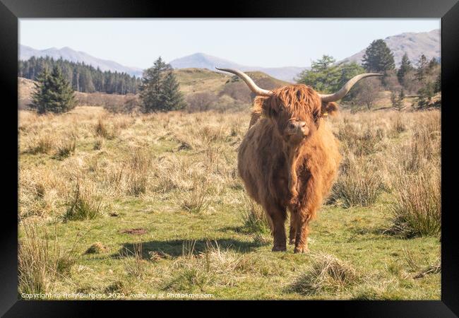 Highland Cattle taken in Ayr Scotland traveling the 500 route  Framed Print by Holly Burgess