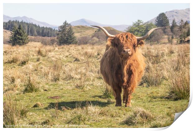 Highland Cattle taken in Ayr Scotland traveling the 500 route  Print by Holly Burgess
