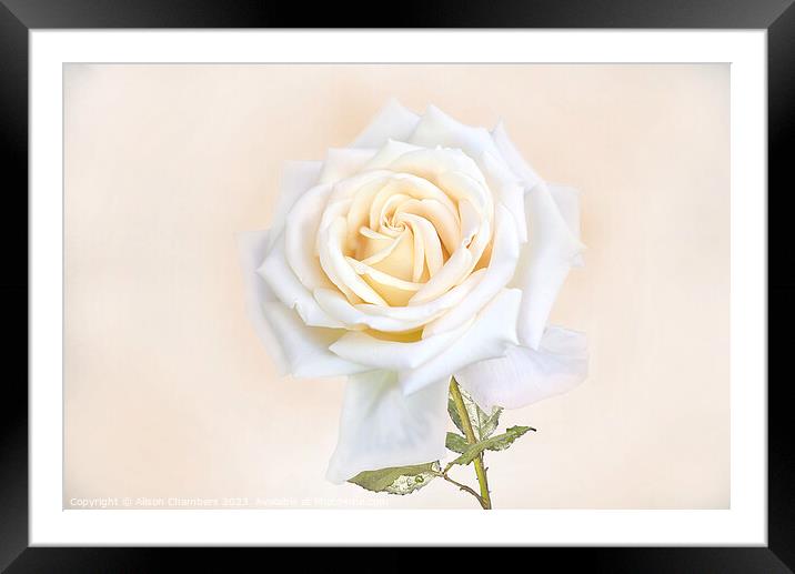 White Rose Framed Mounted Print by Alison Chambers