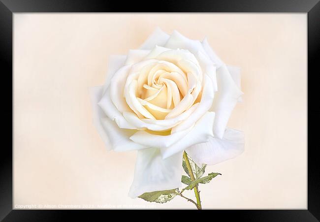 White Rose Framed Print by Alison Chambers