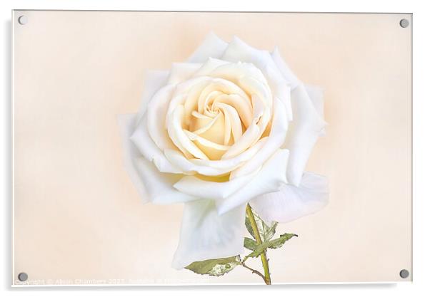 White Rose Acrylic by Alison Chambers