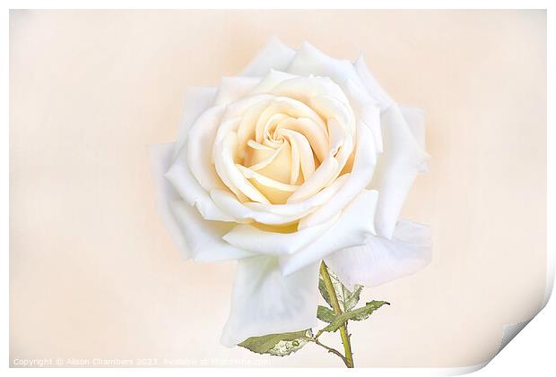 White Rose Print by Alison Chambers
