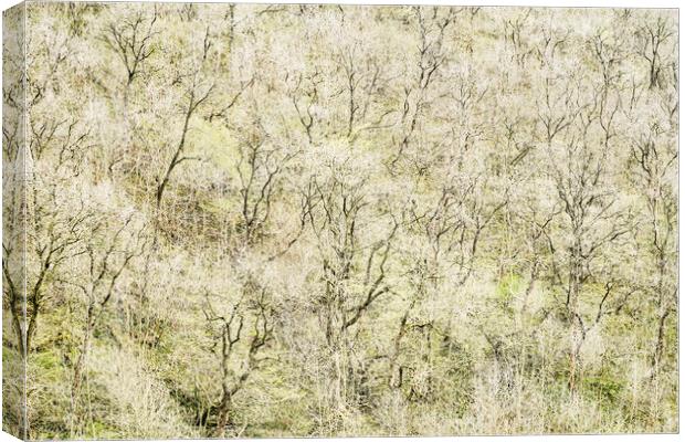 Wooded Hillside, Peak District Canvas Print by Kevin Howchin