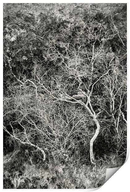 Skeletal Trees, Strathcarron Print by Kevin Howchin