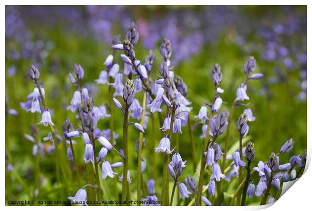 Bluebells Print by Agnelo Steve DSouza