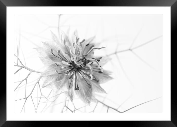 Love-in-a-Mist Framed Mounted Print by Kevin Howchin