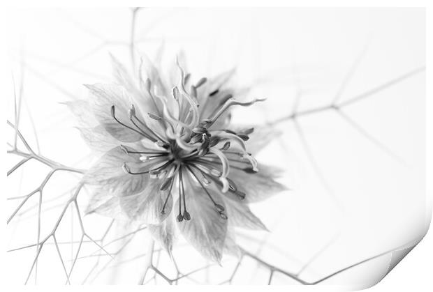 Love-in-a-Mist Print by Kevin Howchin