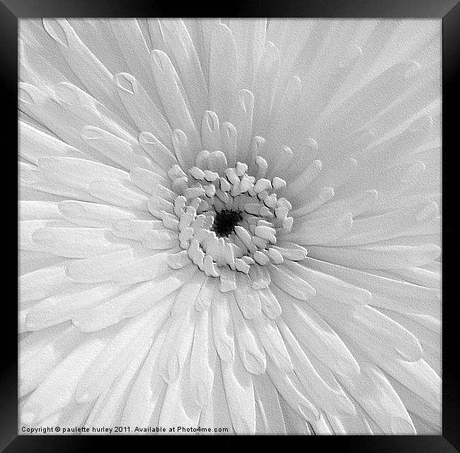 White Chrysanthemum. Framed Print by paulette hurley