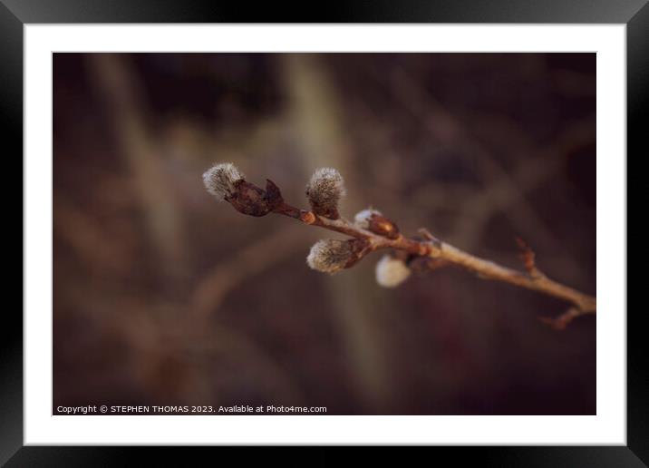 Golden Hour Catkins Framed Mounted Print by STEPHEN THOMAS