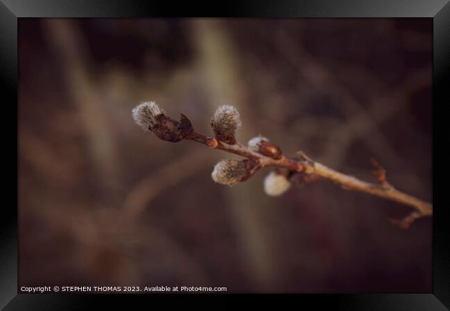 Golden Hour Catkins Framed Print by STEPHEN THOMAS