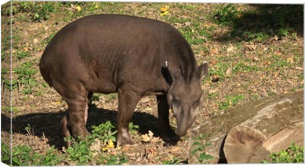 View of a south american tapir (Tapirus terrestris) Canvas Print by Irena Chlubna