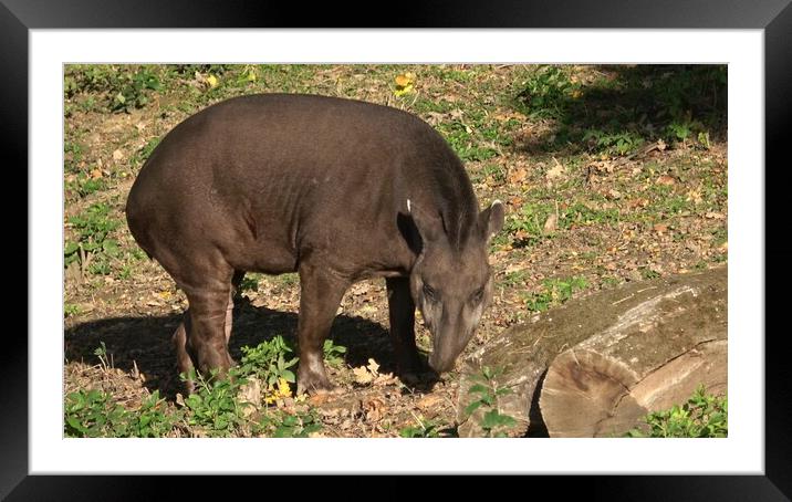 View of a south american tapir (Tapirus terrestris) Framed Mounted Print by Irena Chlubna