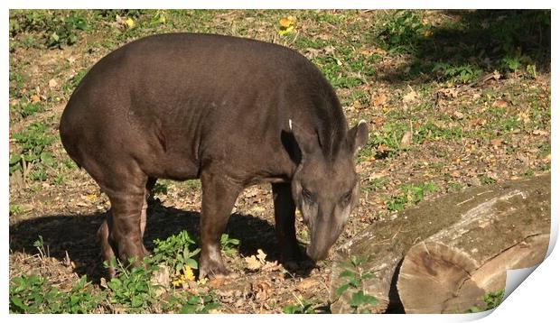 View of a south american tapir (Tapirus terrestris) Print by Irena Chlubna