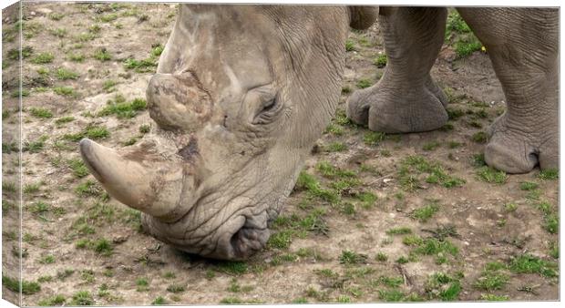 Southern white rhinoceros (Ceratotherium simum simum). Critically endangered animal species. Canvas Print by Irena Chlubna