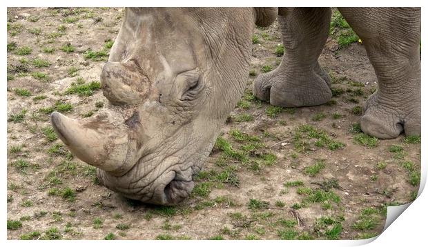 Southern white rhinoceros (Ceratotherium simum simum). Critically endangered animal species. Print by Irena Chlubna