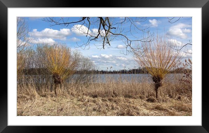 Willows tree by the water (Salix). Willow twigs prepared as a decoration for the Easter holidays. Framed Mounted Print by Irena Chlubna
