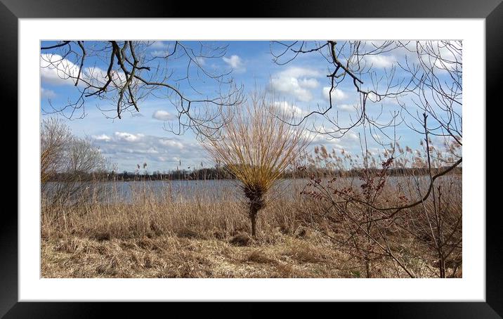 Willows tree by the water (Salix). Willow twigs prepared as a decoration for the Easter holidays. Framed Mounted Print by Irena Chlubna