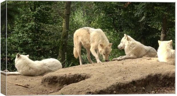 Arctic wolf (Canis lupus arctos), also known as the white wolf or polar wolf Canvas Print by Irena Chlubna