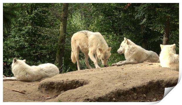 Arctic wolf (Canis lupus arctos), also known as the white wolf or polar wolf Print by Irena Chlubna