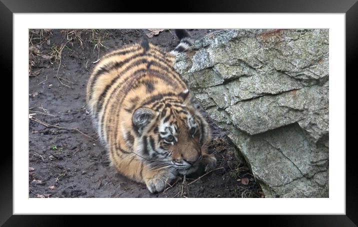Siberian tiger, Panthera tigris altaica. Tiger cubs Framed Mounted Print by Irena Chlubna