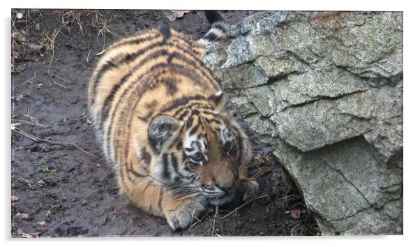 Siberian tiger, Panthera tigris altaica. Tiger cubs Acrylic by Irena Chlubna