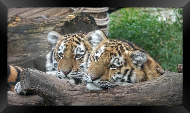 Siberian tiger, Panthera tigris altaica.Two tiger cubs Framed Print by Irena Chlubna