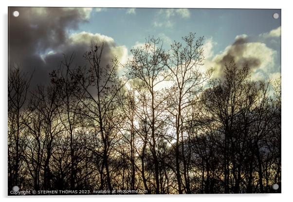 Spring Poplar Sunset Acrylic by STEPHEN THOMAS