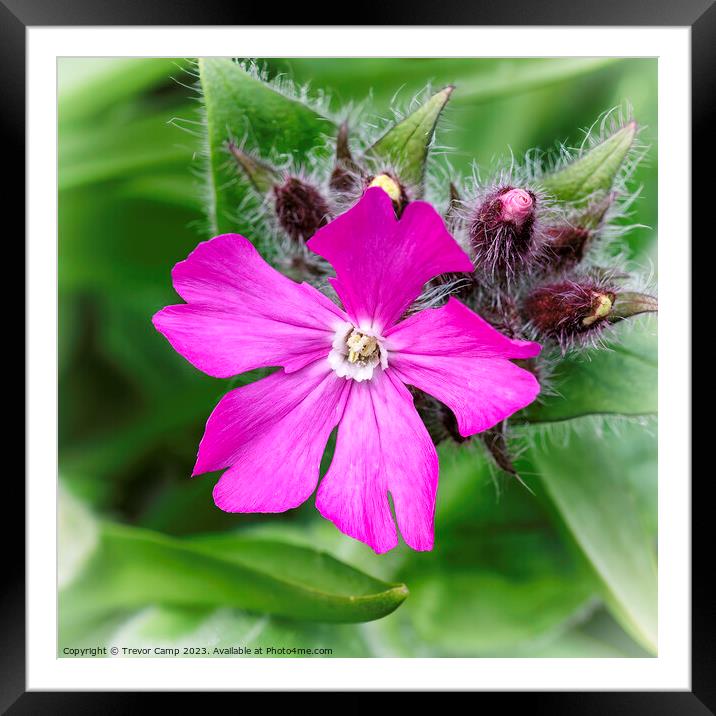 Delicate Flora in Red and Purple Framed Mounted Print by Trevor Camp
