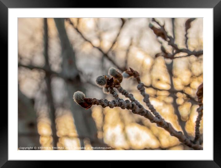 The Warmth of Spring Framed Mounted Print by STEPHEN THOMAS