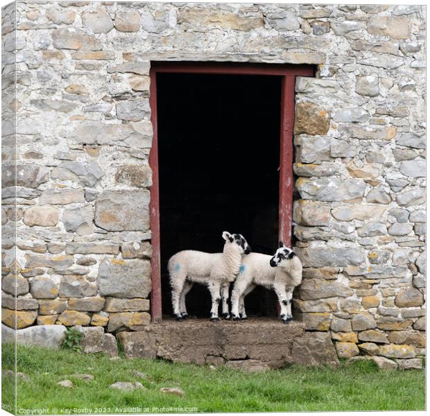 Yorkshire Dales Swaledale lambs Canvas Print by Kay Roxby