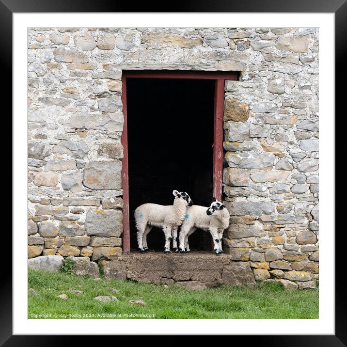 Yorkshire Dales Swaledale lambs Framed Mounted Print by Kay Roxby