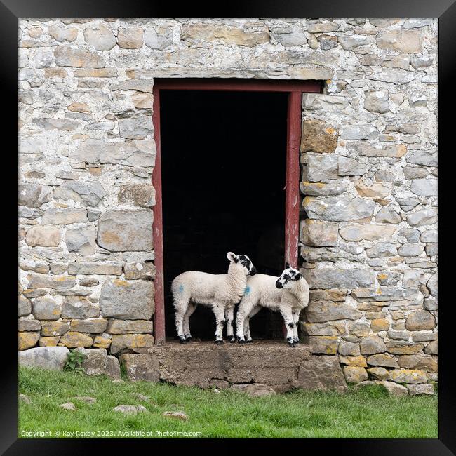 Yorkshire Dales Swaledale lambs Framed Print by Kay Roxby