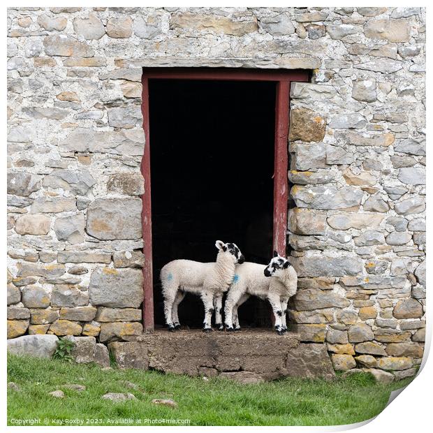 Yorkshire Dales Swaledale lambs Print by Kay Roxby