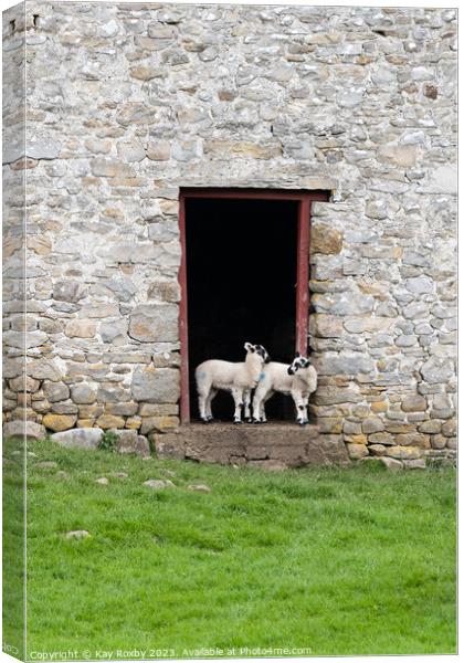 Yorkshire Dales Swaledale Lambs Canvas Print by Kay Roxby