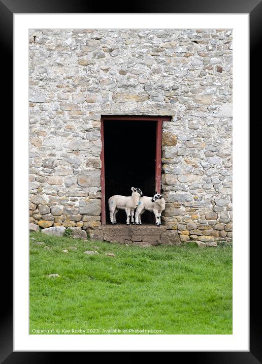 Yorkshire Dales Swaledale Lambs Framed Mounted Print by Kay Roxby