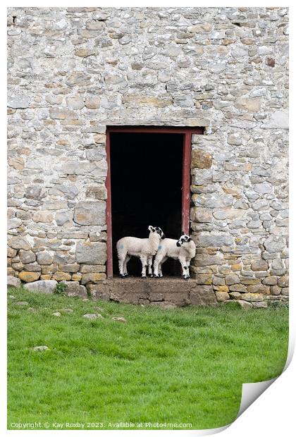 Yorkshire Dales Swaledale Lambs Print by Kay Roxby