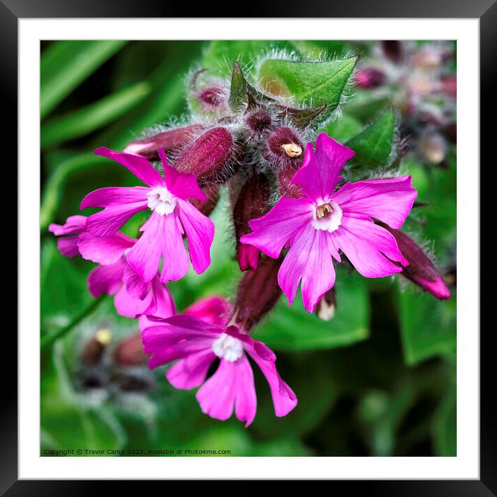 Delicate Beauty in Red and Purple Framed Mounted Print by Trevor Camp