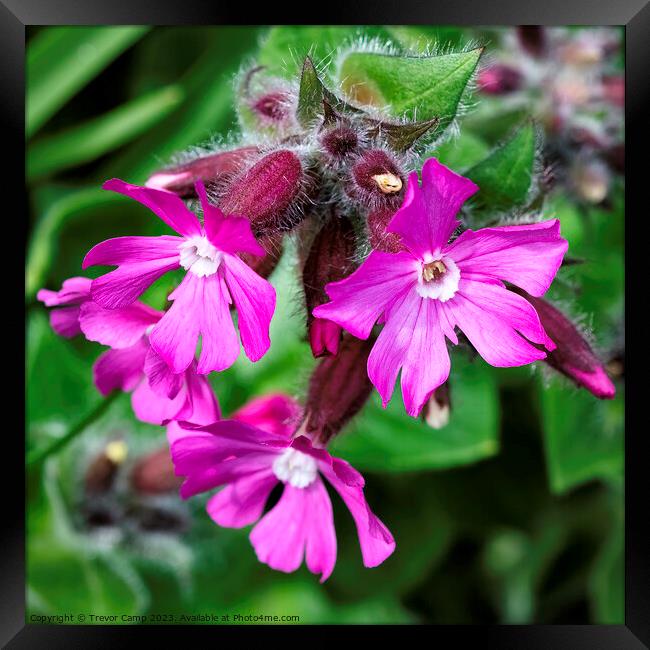 Delicate Beauty in Red and Purple Framed Print by Trevor Camp