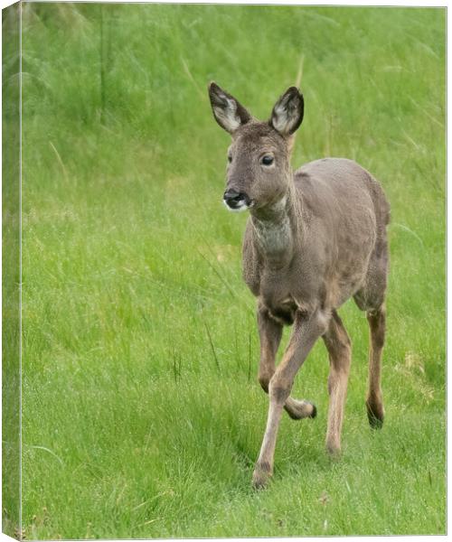Roe Deer Walking Canvas Print by Jonathan Thirkell