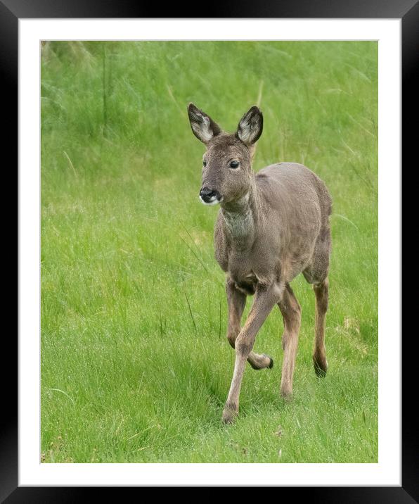 Roe Deer Walking Framed Mounted Print by Jonathan Thirkell