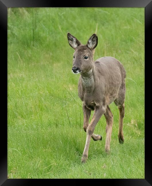 Roe Deer Walking Framed Print by Jonathan Thirkell