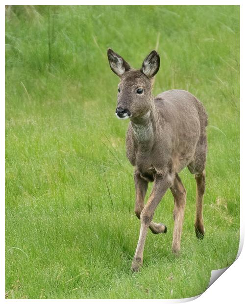 Roe Deer Walking Print by Jonathan Thirkell
