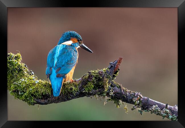 A Kingfisher sitting on a branch Framed Print by Will Ireland Photography