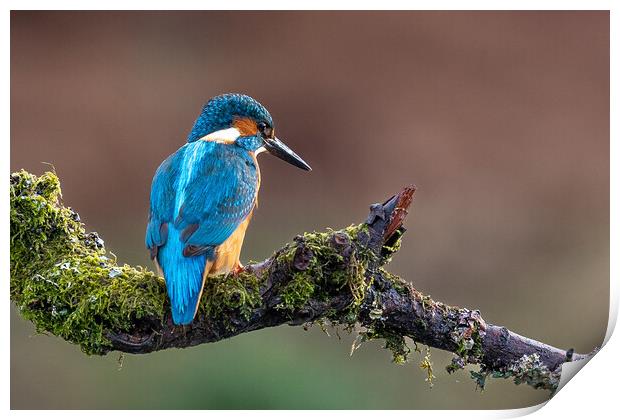 A Kingfisher sitting on a branch Print by Will Ireland Photography