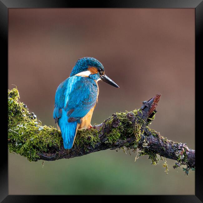 A Kingfisher sitting on a branch Framed Print by Will Ireland Photography