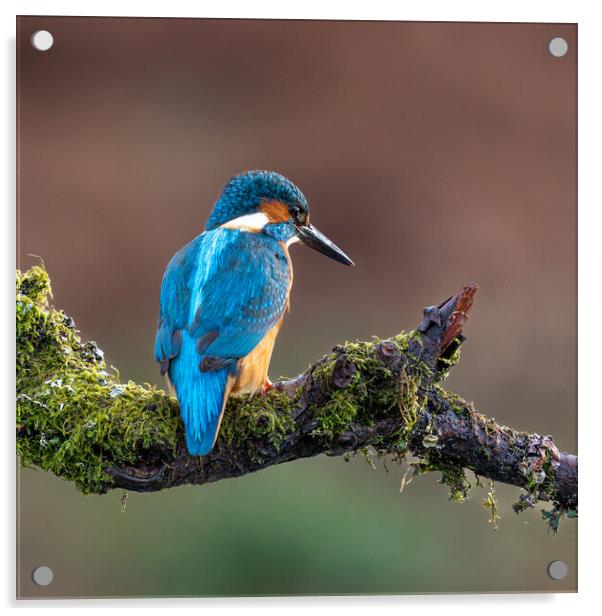 A Kingfisher sitting on a branch Acrylic by Will Ireland Photography